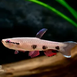 Neu Im Sortiment Dreipunkt Pyrrhulina (Pyrrhulina spilota)